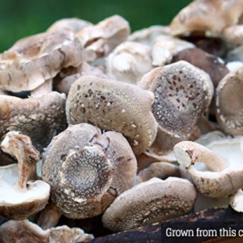 Mushroom Liquid Culture - Shiitake 3782 Lentinula edodes