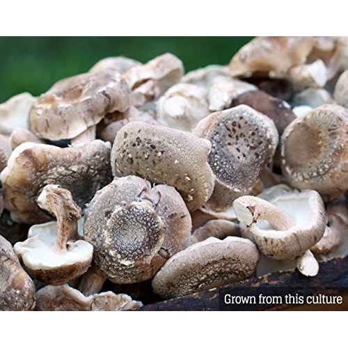 Mushroom Liquid Culture - Shiitake 3782 Lentinula edodes