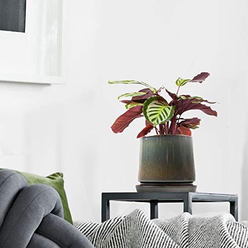 Ceramic Flower Planter Pots for Plants, 5 Inch Succulent Planters ...