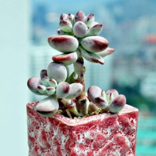Live Succulent Cuttings, 3 Fresh Cotyledon Orbiculata cv. Cuttings...
