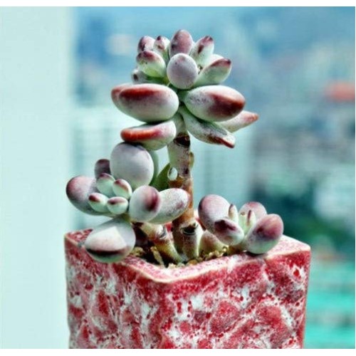 Live Succulent Cuttings, 3 Fresh Cotyledon Orbiculata cv. Cuttings...