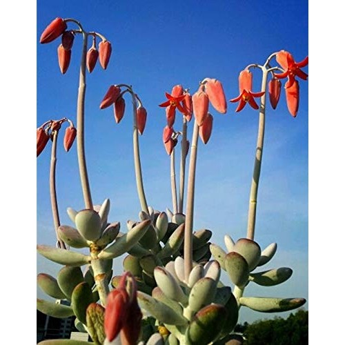 Live Succulent Cuttings, 3 Fresh Cotyledon Orbiculata cv. Cuttings...
