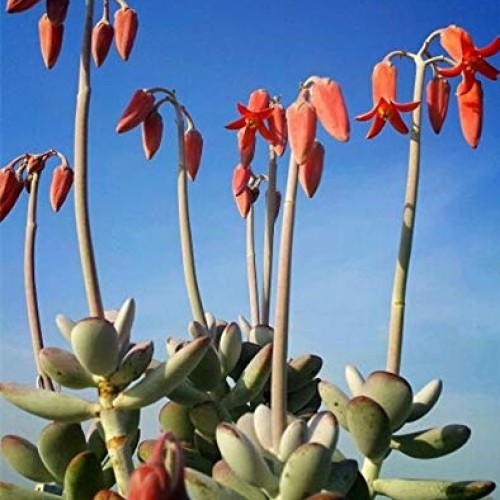 Live Succulent Cuttings, 3 Fresh Cotyledon Orbiculata cv. Cuttings...