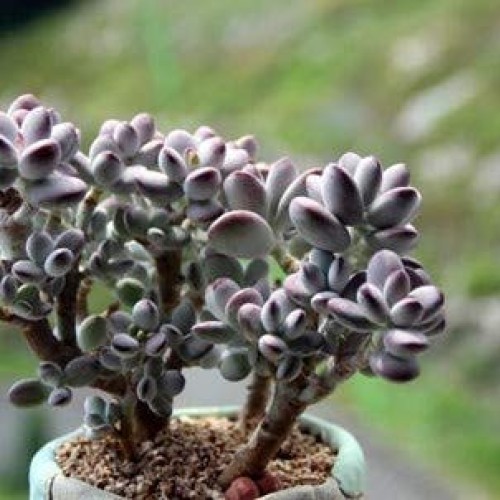 Live Succulent Cuttings, 3 Fresh Cotyledon Orbiculata cv. Cuttings...