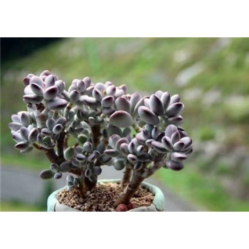 Live Succulent Cuttings, 3 Fresh Cotyledon Orbiculata cv. Cuttings...