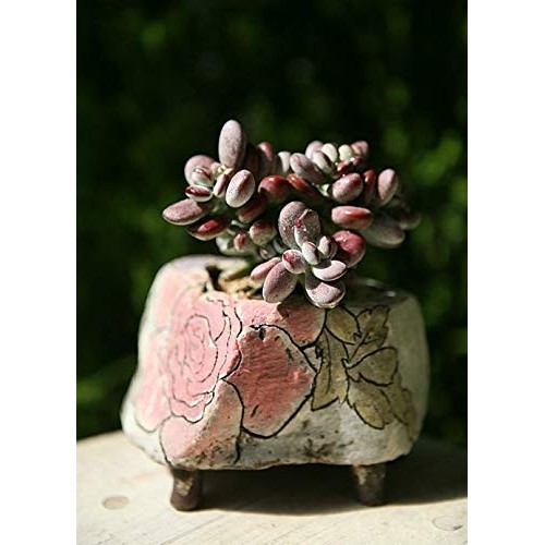 Live Succulent Cuttings, 3 Fresh Cotyledon Orbiculata cv. Cuttings...