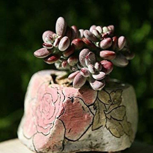Live Succulent Cuttings, 3 Fresh Cotyledon Orbiculata cv. Cuttings...