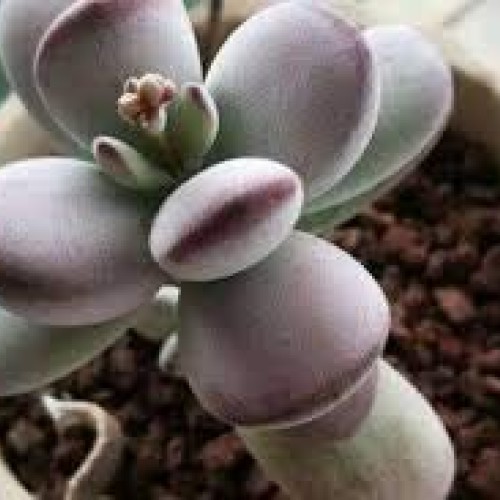 Live Succulent Cuttings, 3 Fresh Cotyledon Orbiculata cv. Cuttings...