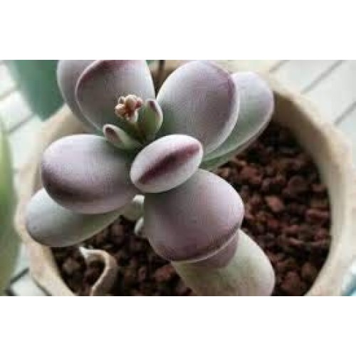 Live Succulent Cuttings, 3 Fresh Cotyledon Orbiculata cv. Cuttings...