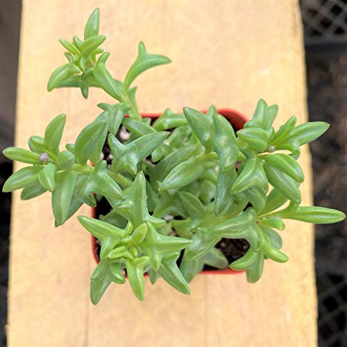 Live Succulent Plants, Fresh String of Dolphins Senecio Peregrinu...