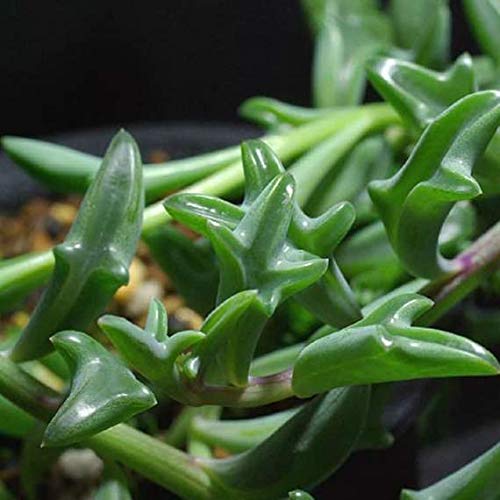 Live Succulent Plants, Fresh String of Dolphins Senecio Peregrinu...