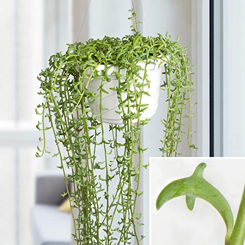 Live Succulent Plants, Fresh String of Dolphins Senecio Peregrinu...