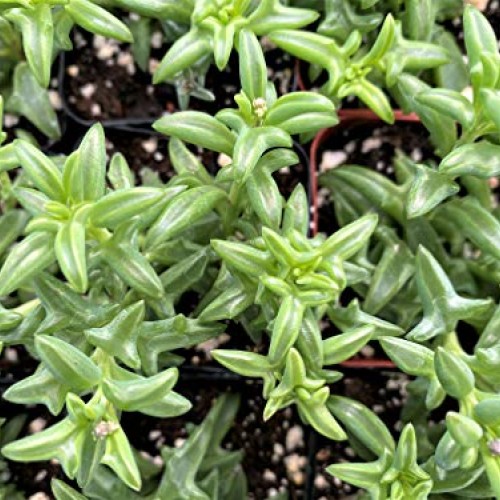 Live Succulent Plants, Fresh String of Dolphins Senecio Peregrinu...