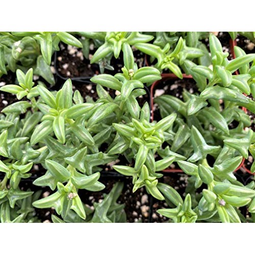 Live Succulent Plants, Fresh String of Dolphins Senecio Peregrinu...