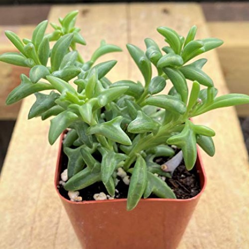 Live Succulent Plants, Fresh String of Dolphins Senecio Peregrinu...