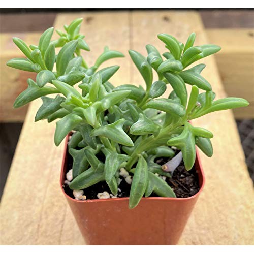 Live Succulent Plants, Fresh String of Dolphins Senecio Peregrinu...