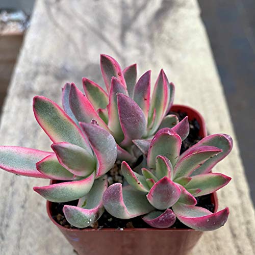 Succulent Plants, Pink Crassula Burdy Variegated Succulent Full...
