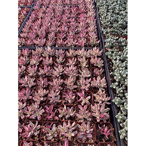 Succulent Plants, Pink Crassula Burdy Variegated Succulent Full...