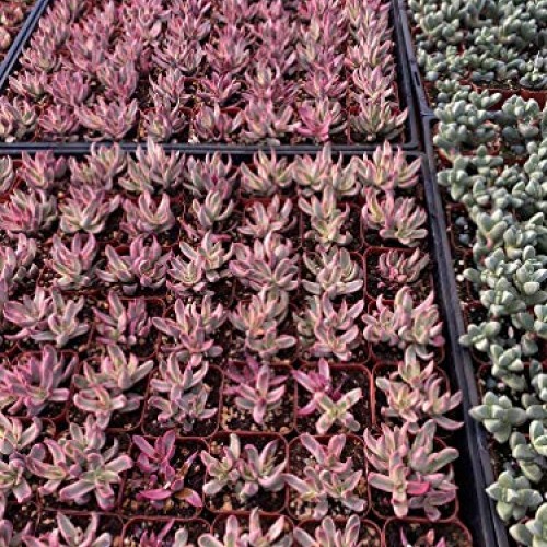 Succulent Plants, Pink Crassula Burdy Variegated Succulent Full...