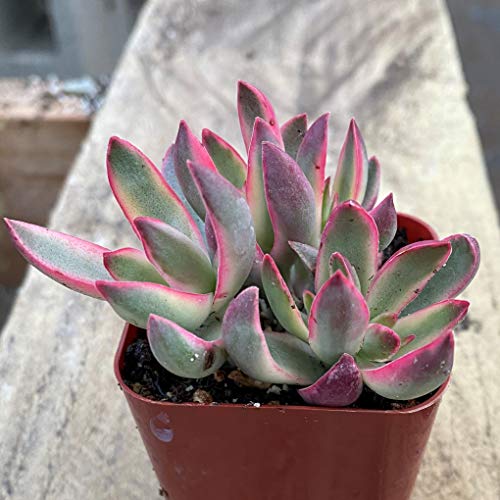 Succulent Plants, Pink Crassula Burdy Variegated Succulent Full...