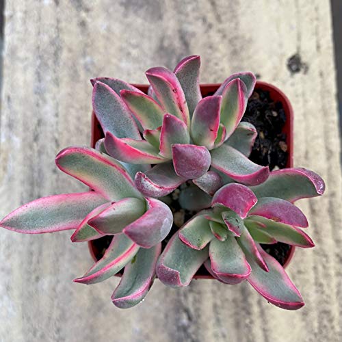 Succulent Plants, Pink Crassula Burdy Variegated Succulent Full...