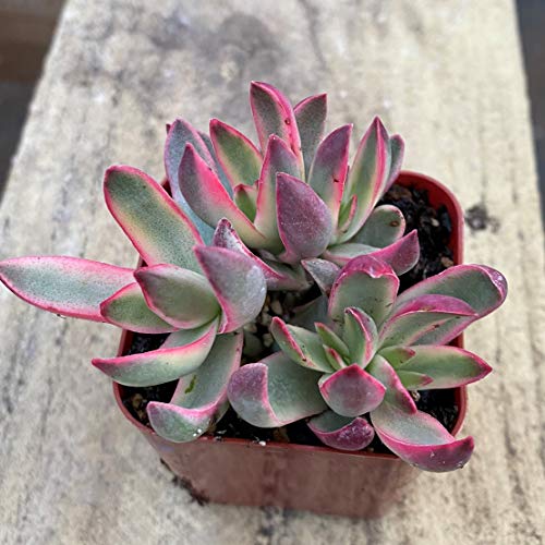 Succulent Plants, Pink Crassula Burdy Variegated Succulent Full...