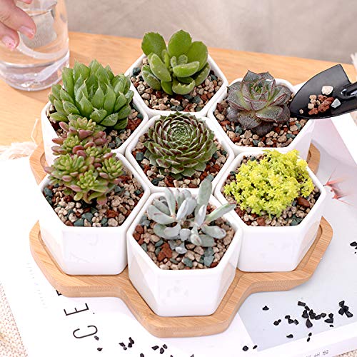 The Next Gardener Succulent and Cactus Bonsai Gritty Mix Rocks, DI...