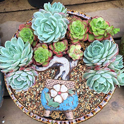The Next Gardener Succulent and Cactus Bonsai Gritty Mix Rocks, DI...