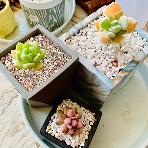 The Next Gardener Succulent and Cactus Bonsai Gritty Mix Rocks, DI...