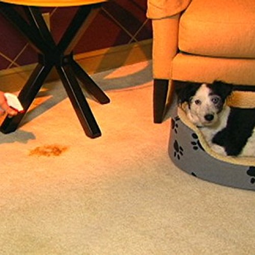 Overstock Item! Quick 10 Carpet, Clothing, Upholstery & Pet Stain...