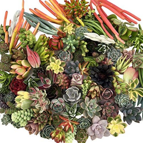 10 Assorted Live Succulent Cuttings, No 2 Succulents Alike, Great ...