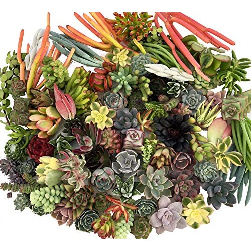 10 Assorted Live Succulent Cuttings, No 2 Succulents Alike, Great ...