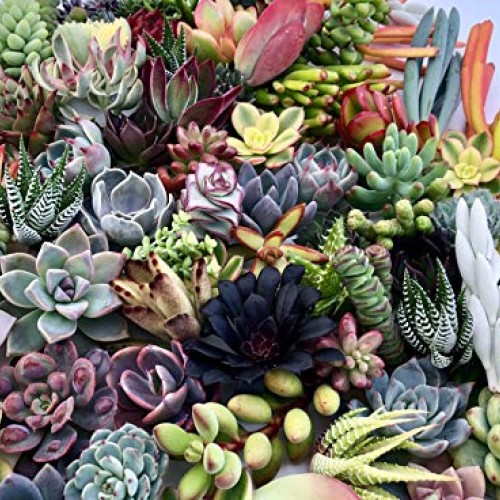 10 Assorted Live Succulent Cuttings, No 2 Succulents Alike, Great ...