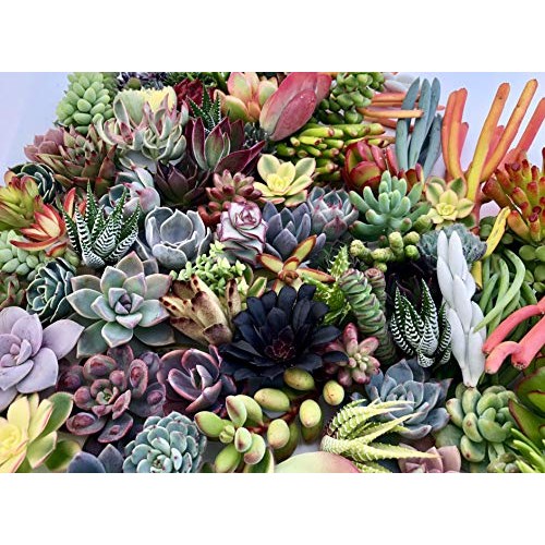 10 Assorted Live Succulent Cuttings, No 2 Succulents Alike, Great ...