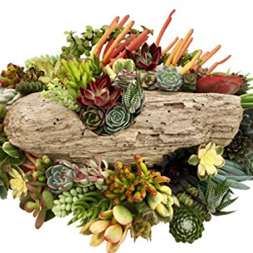 10 Assorted Live Succulent Cuttings, No 2 Succulents Alike, Great ...