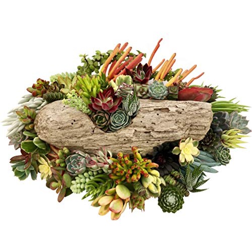 10 Assorted Live Succulent Cuttings, No 2 Succulents Alike, Great ...
