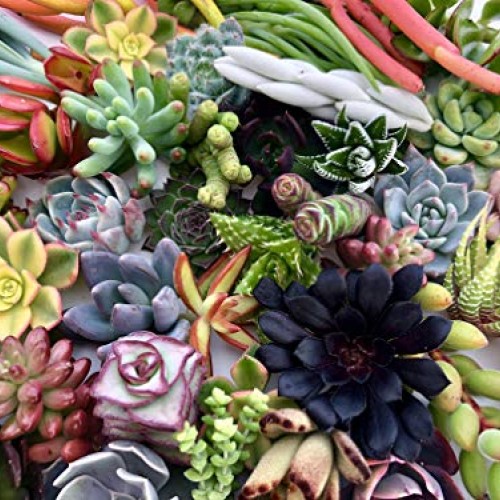 10 Assorted Live Succulent Cuttings, No 2 Succulents Alike, Great ...