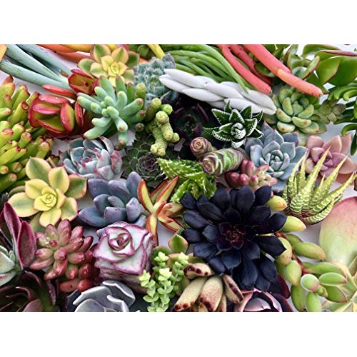 10 Assorted Live Succulent Cuttings, No 2 Succulents Alike, Great ...