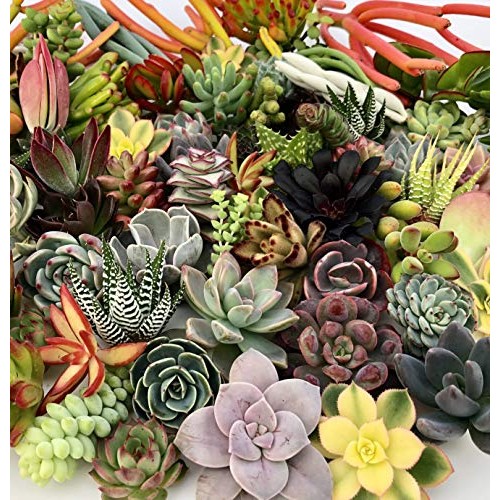 10 Assorted Live Succulent Cuttings, No 2 Succulents Alike, Great ...