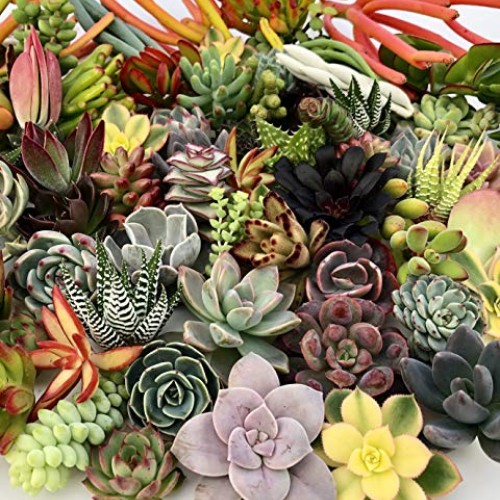 10 Assorted Live Succulent Cuttings, No 2 Succulents Alike, Great ...