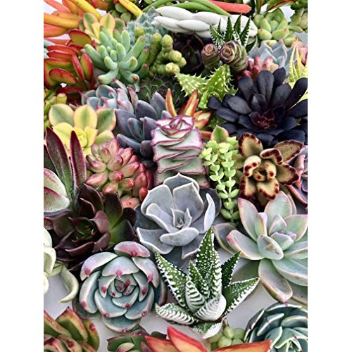 10 Assorted Live Succulent Cuttings, No 2 Succulents Alike, Great ...