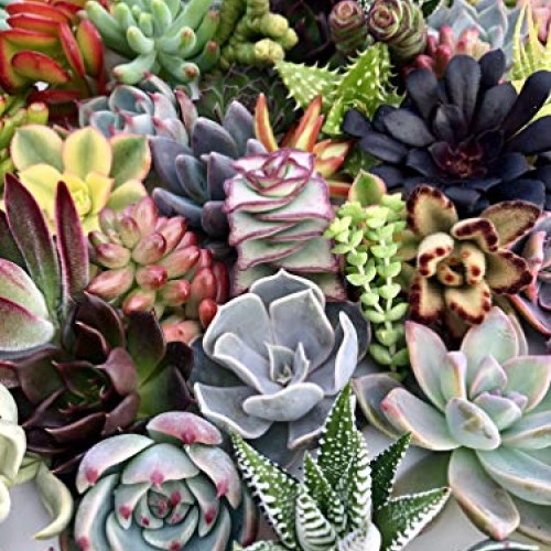 10 Assorted Live Succulent Cuttings, No 2 Succulents Alike, Great ...