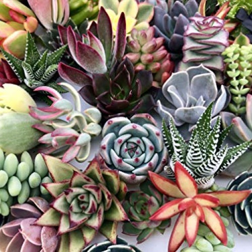 10 Assorted Live Succulent Cuttings, No 2 Succulents Alike, Great ...