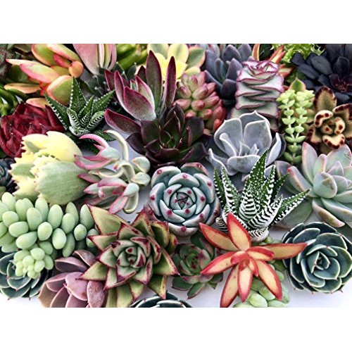 10 Assorted Live Succulent Cuttings, No 2 Succulents Alike, Great ...
