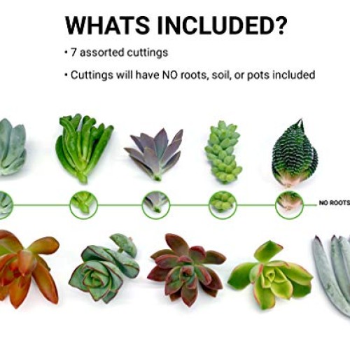 7 Live Succulent Cuttings, NO Roots on Plants, Succulents Plants L...