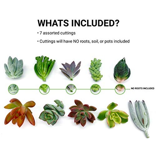 7 Live Succulent Cuttings, NO Roots on Plants, Succulents Plants L...