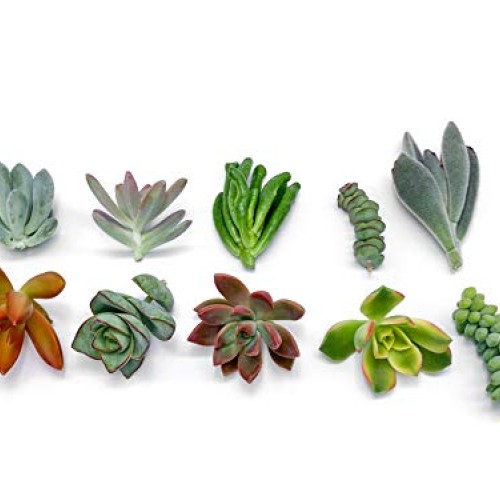 7 Live Succulent Cuttings, NO Roots on Plants, Succulents Plants L...