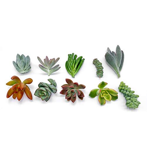 7 Live Succulent Cuttings, NO Roots on Plants, Succulents Plants L...