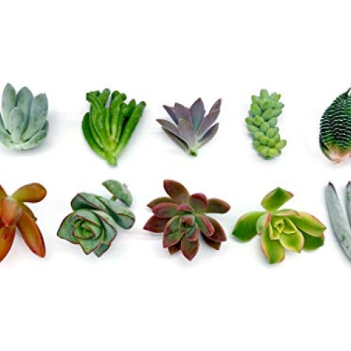 7 Live Succulent Cuttings, NO Roots on Plants, Succulents Plants L...