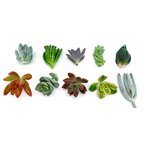 7 Live Succulent Cuttings, NO Roots on Plants, Succulents Plants L...